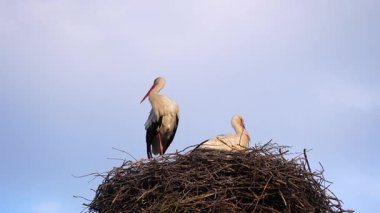 Yuvada güzel bir çift beyaz leylek, biri yumurta eker ve diğeri tüyleri temizler.