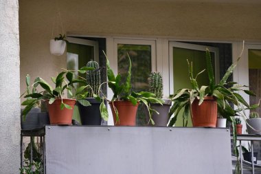 Balkondaki saksılar kaktüs ve epifloma da dahil olmak üzere çeşitli ev bitkileridir..