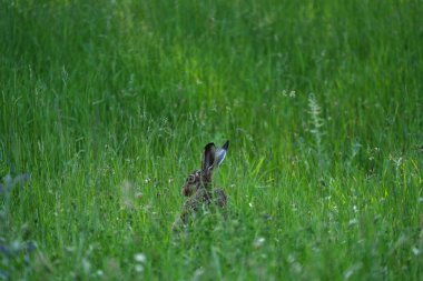 Tavşan yeşil bir çayırda oturuyor.