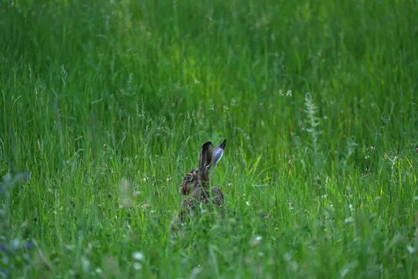 Tavşan yeşil bir çayırda oturuyor.