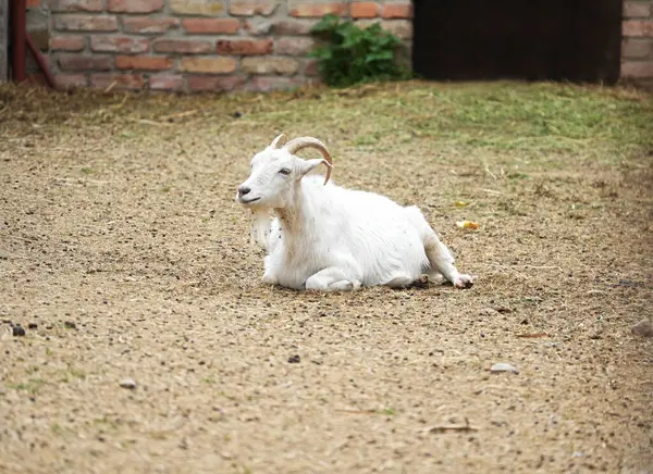 Çiftlikteki beyaz keçi tuğla bir ahırın arka planında yatıyor.