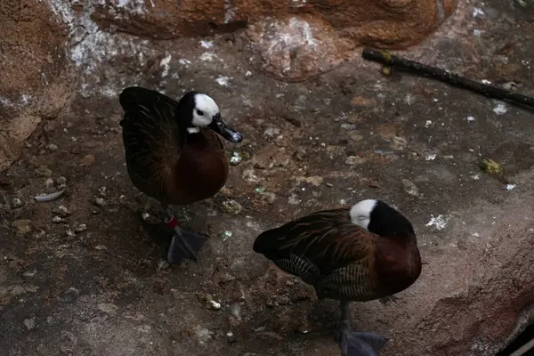 Çift Afrikalı beyaz yüzlü ıslık çalan ördekler yaklaşın..