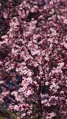 Erik Pissardi çiçek açar ve bahar parkında rüzgarda süzülür.