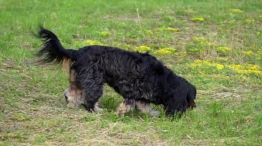 Şövalye Kral Charles Spaniel köpek siyah-kahverengi koşar ve yeşil bir çayıra karşı toprağı koklar.