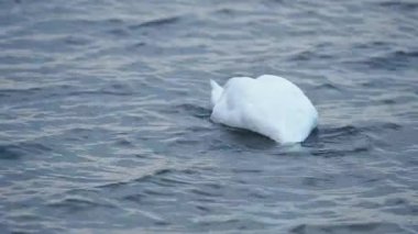 Beyaz kuğu yiyecek aramak için deniz kenarında dalıyor.