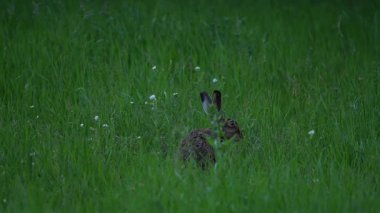 Yaban Tavşanı yeşil çayırda ot yiyor.