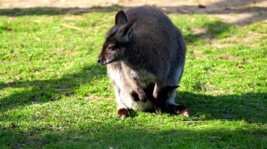 Küçük bebek kanguru annesinin çantasından dışarı bakar ve yeşil otları yer.