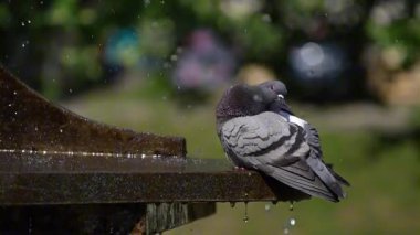 Güvercin su damlalarının altındaki çeşmede tazelenir.