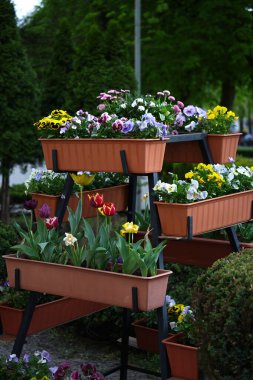 Çiçek açan konteyner. Çeşitli bahar çiçeklerinden. Yakın plan.