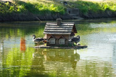 Güneşli yaz gününde ördekler ve kaplumbağalar için gölün ortasında yüzen bir ev.