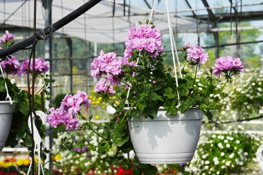 Çiçekli Pelargonium Yakın plan asma kabında Greta Light Purple
