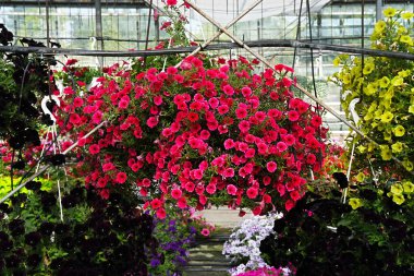 Pembe Petunia Kadife Parple 'ı yakın plan çekimde sallandırın.