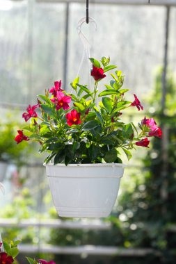 Kırmızı çiçekli Mandevilla Sanderi, Dipladenia olarak da bilinir, yakın plan beyaz zula kabını asarken.