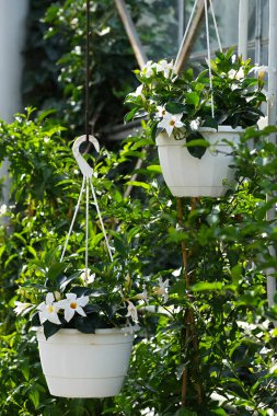 Beyaz çiçekli Mandevilla Sanderi, Dipladenia olarak da bilinir yakın planda çiçek saksılarında.