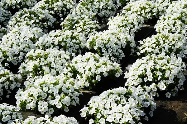 Bitkilerin fidanlığında büyük miktarlarda beyaz çiçek açan petunya