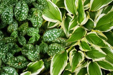 Hosta Undulata Albomarginata ve şeker solucanı yakın planda.