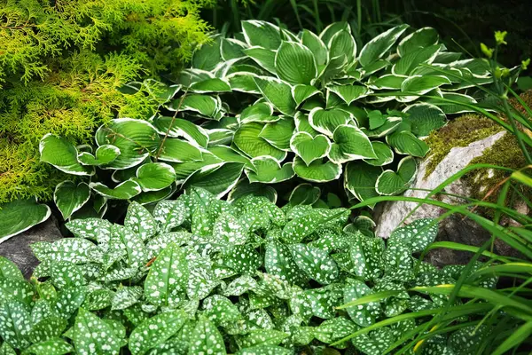 Hosta Undulata Albomarginata ve şekerli akciğer otu.