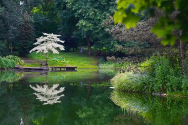 Çin 'in Miscanthus' u da dahil olmak üzere yeşilliklerle çevrili resim göleti doğal ve bereketli bir manzara yaratıyor.