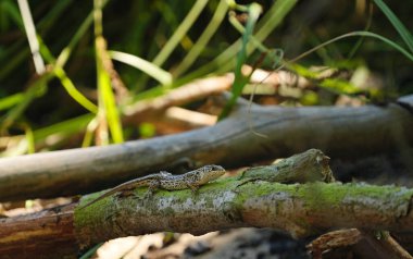Sürüngenler yaz ormanında yeşil bir ağaç gövdesinde sürüngenler.