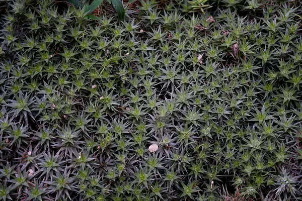 Yatay fotoğraf. Yeşil bitkilerin doğal arkaplanı..