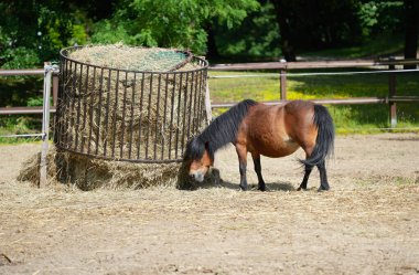 Kiso Atı çiftlikteki atlar için ahırda saman yiyor.