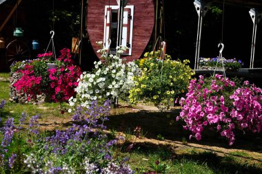Parlak, güneşli bir günde, çiçek saksıları asılmış beyaz çiçekli petunyalar.