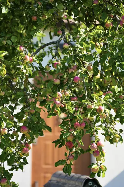 Güneşli bir günde olgun meyveli fotoğraf ağacı dalı.