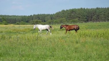 Yazın güneşli bir günde yeşil geniş çayırlarda iki at