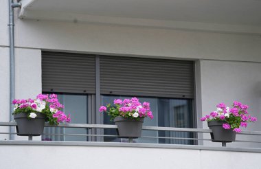 Modern balkon, üç kap pembe ve beyaz çiçek açan pelargoniumlar.