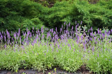 Lavandula angustifolia (Lavandula angustifolia) bir yaz bahçesinde çiçek açıyor.