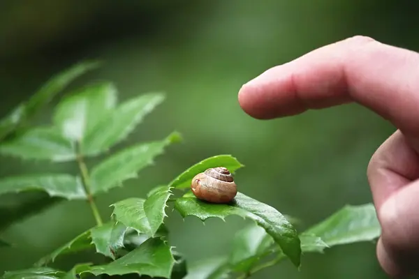 Yeşil bir yaprağın üzerinde oturan küçük bir salyangozu gösteren bir parmak. Bu, insanların doğayla etkileşime geçtiği bir an.