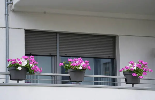 Modern balkon, üç kap pembe ve beyaz çiçek açan pelargoniumlar.