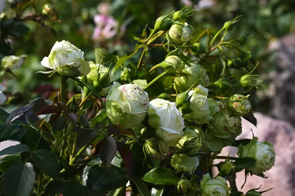 Gül tomurcukları Khela, güneşli yaz gününde yakın plan.