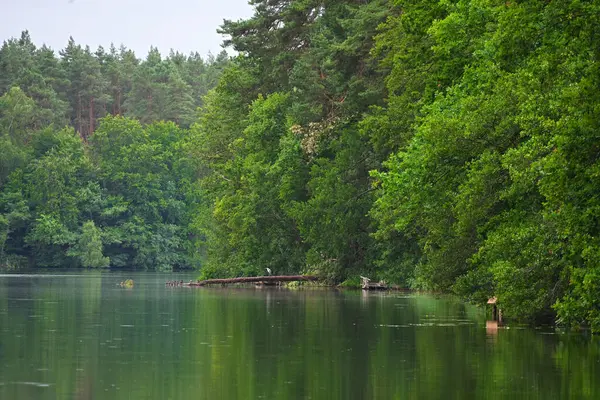 Su ile çevrili sakin doğal manzara, kalın ağaçlarla çevrili ve ön planda balıkçıl balığın üzerinde oturduğu bir ağacın gövdesini görebilirsiniz.