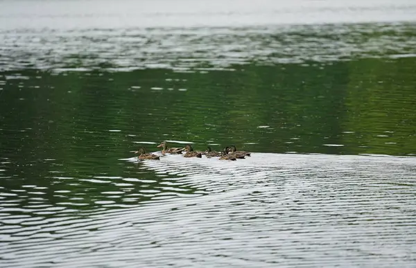 Suda yüzen bir grup genç yaban ördeği.