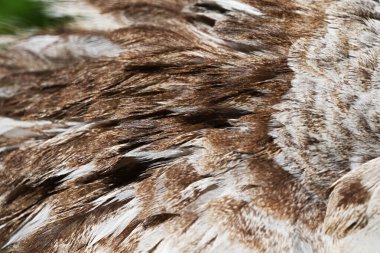 Kahverengi tüylü dişi tavus kuşunun doğal arka planı.