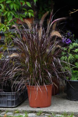 Çiçek saksısında 