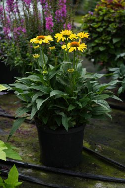 Echinacea purpurea Pearl Sunny sarı çiçekli yakın plan.