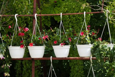 Kırmızı Mandevilla, Dipladenia olarak da bilinir, beyaz kaplarda çiçek açar..