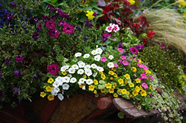 Beyaz ve sarı Calibrachoa çiçeğinin yakın plan kompozisyonu.