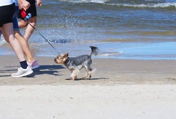 Yorkshire teriyeri olan insanlar kumlu sahilde tasmayla gezerler.