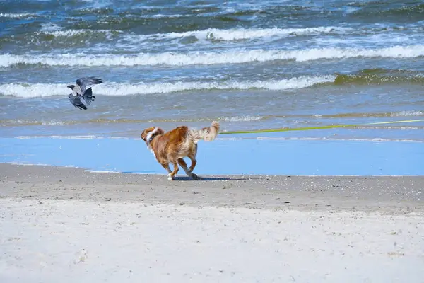 Sahilde bir an, köpeğin sığ sularda koştuğu, ve onun yanında havada gri bir karga uçtuğu