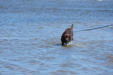 Çikolata renkli labrador retriever, deniz suyunda yürüyor.