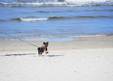 Yorkshire Teriyeri deniz kıyısında tasmayla yürüyor
