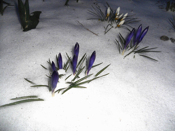 White and purple crocus (saffron) buds breaking through the snow