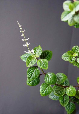 Plectranthus bitkisinin çiçek açan bir dalı, ayrıca mahmuz bitkisi ya da nane şekeri olarak da bilinir..