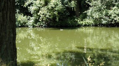 Parktaki gölün güzel manzarası