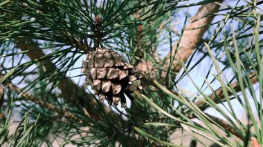 Yakın - bir köknar konisi - ağaç