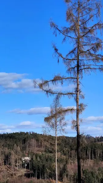 Ormanın güzel manzarası