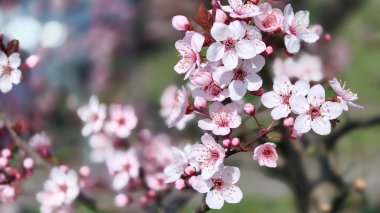 Bahçedeki güzel pembe çiçekler